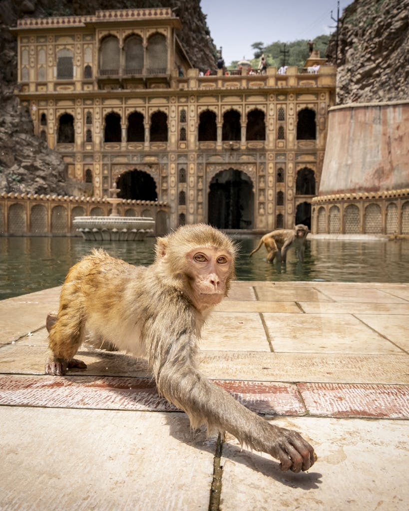 The Galta Ji Temple in Jaipur India